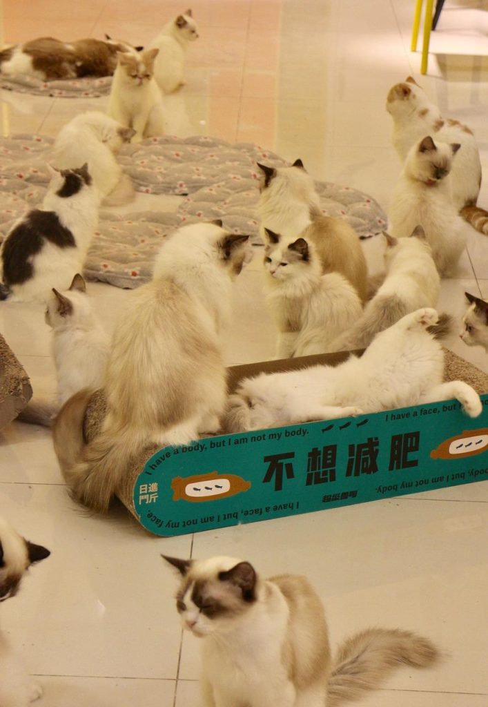 Voorkant van de dierenspeciaalzaak van Venlo met uitgebreide assortiment producten voor huisdieren