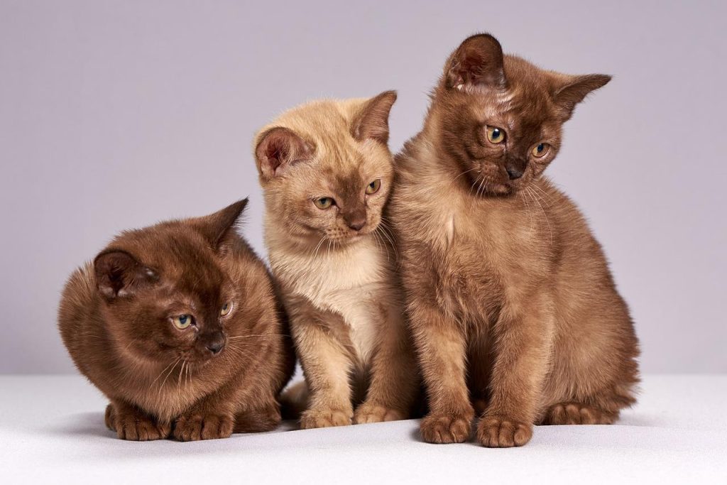 Voorkant van de dierenspeciaalzaak in Maastricht met uitgestalde voeding, accessoires en speelgoed voor huisdieren