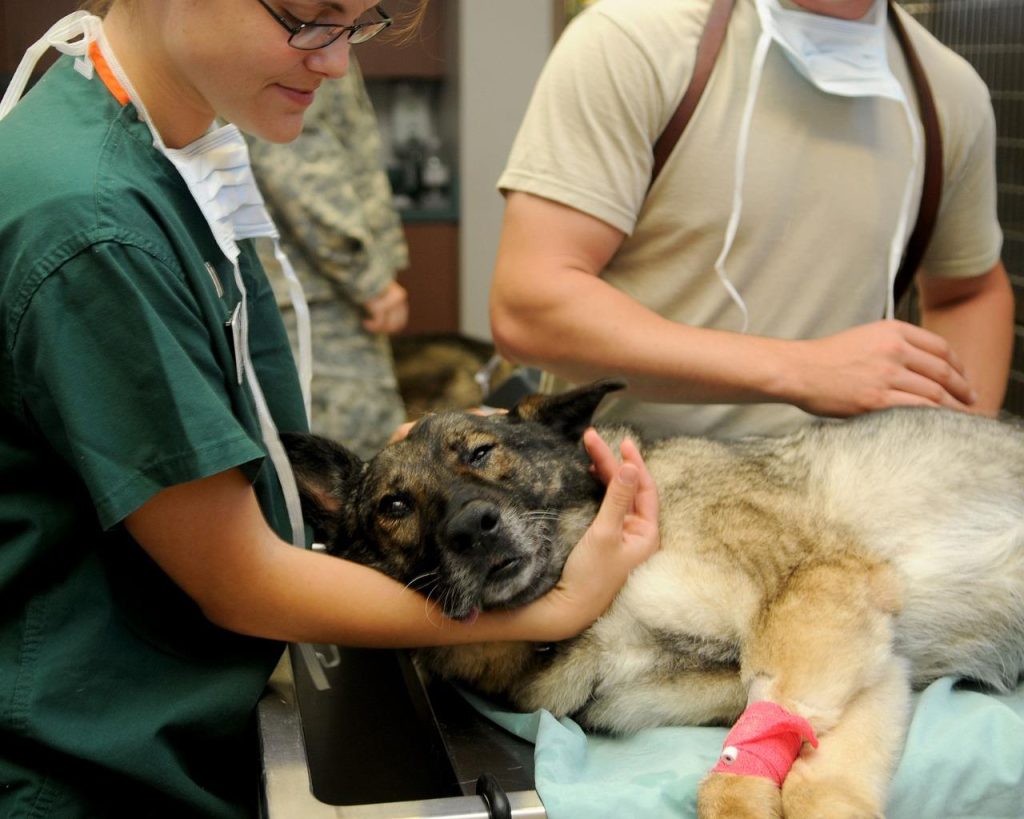 Dierenkliniek in Hoogeveen biedt vakkundige veterinaire zorg en advies voor gezonde huisdieren