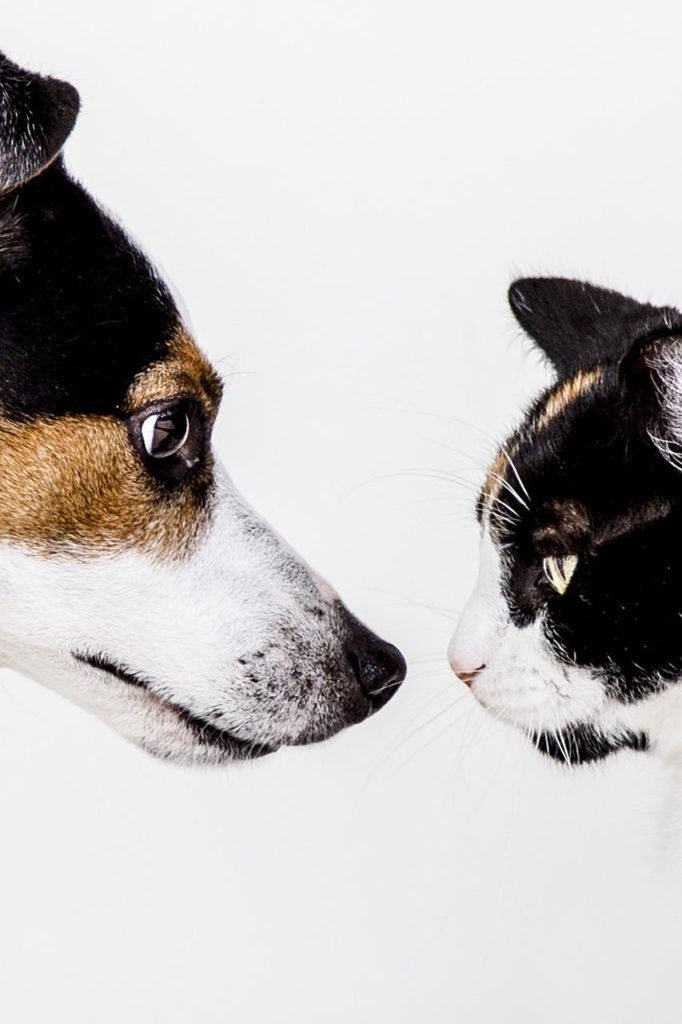 Dierenwinkel in Etten-Leur met voeding, speelgoed en verzorgingsproducten voor huisdieren