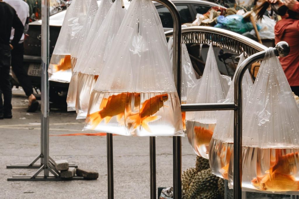 Dierenspeciaalzaak in Berkel en Rodenrijs met premium voeding, speelgoed en accessoires voor huisdieren